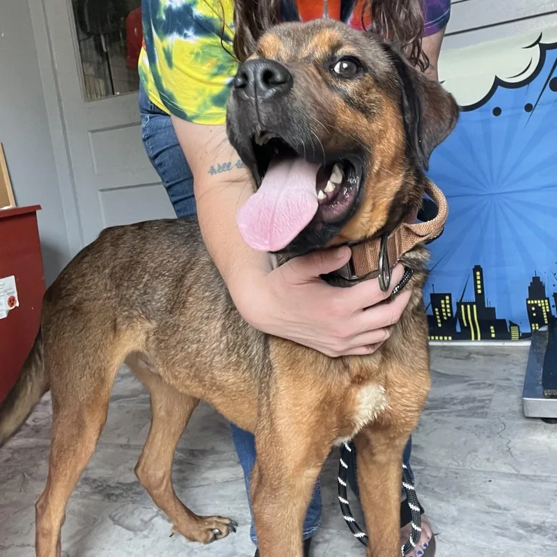 An adult medium-sized male Brown / Chocolate Mixed Breed dog named Kyle for adoption in Oak Hill, WV