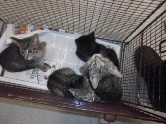A baby small-sized male Domestic Short Hair cat named Pam for adoption in Van Nuys, CA
