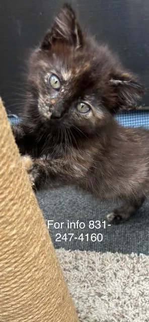 A baby medium-sized female Tortoiseshell cat named Babycakes for adoption in Santa Cruz, CA