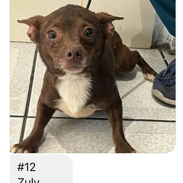 An adult small-sized female Brown / Chocolate Chihuahua dog named Zuly for adoption in Bend, OR
