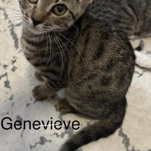 Genevieve thumbnail 4