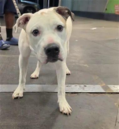 An adult medium-sized female Pit Bull Terrier dog named Milkshake for adoption in Los Angeles, CA