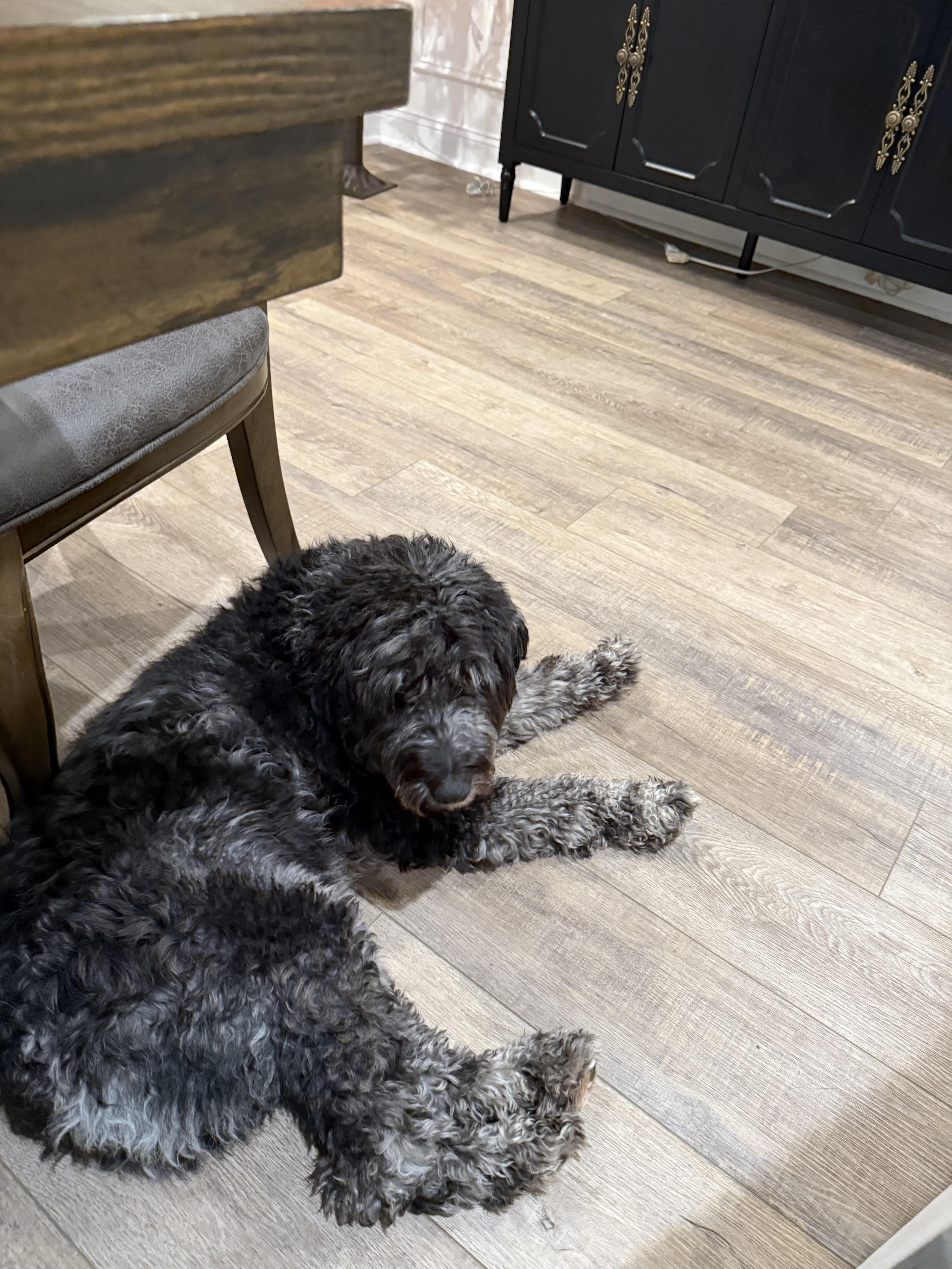 A young medium-sized female Aussiedoodle dog named Dakota for adoption in Semmes, AL