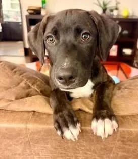 A baby medium-sized female Tricolor (Brown, Black, & White) Plott Hound dog named Judy for adoption in Colorado Springs, CO