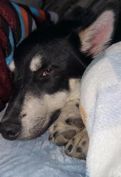 A young large-sized male Husky dog named Beef for adoption in McKinney, TX