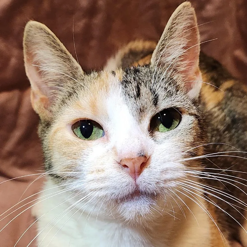 An adult medium-sized female Calico Domestic Short Hair cat named Tally for adoption in Troy, IL
