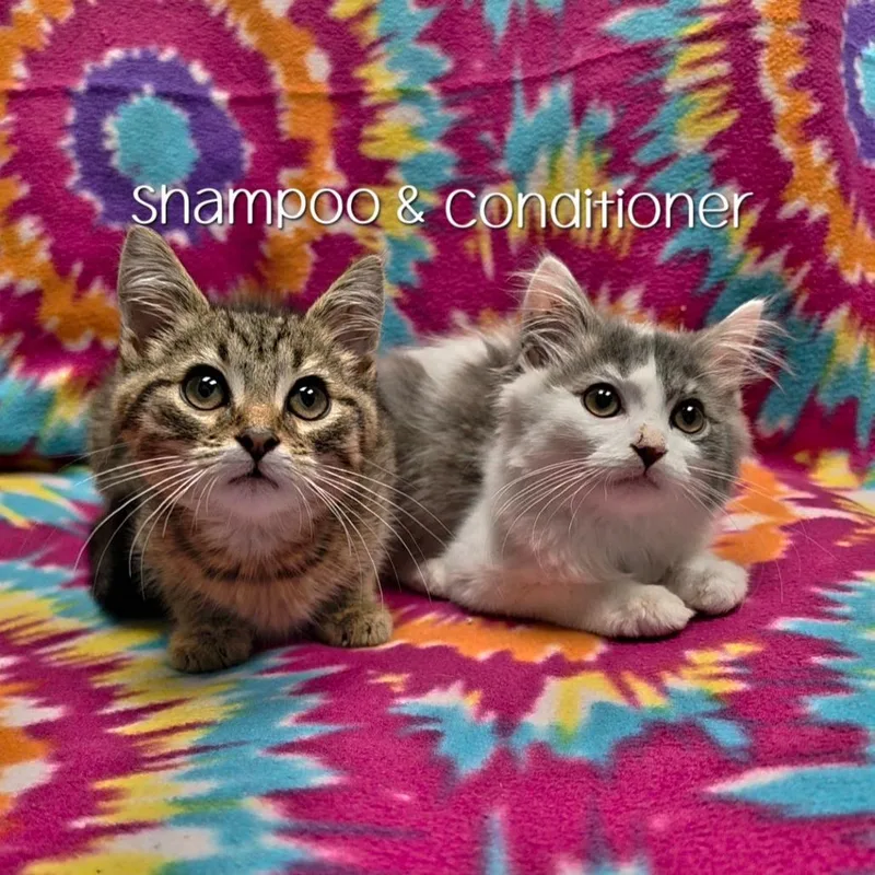 A baby small-sized male Gray / Blue / Silver Domestic Medium Hair cat named Conditioner for adoption in Parkersburg, WV