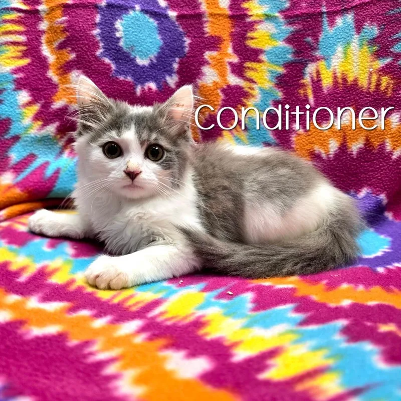 Conditioner thumbnail 2