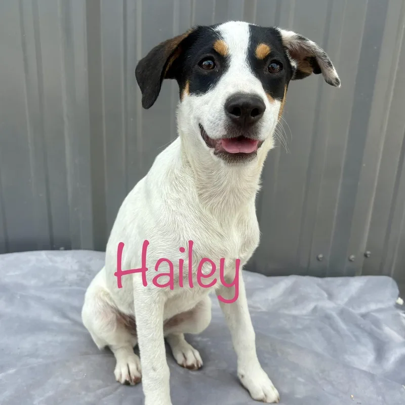 A young medium-sized female Tricolor (Brown, Black, & White) Mixed Breed dog named Hailey for adoption in Pittstown, NJ