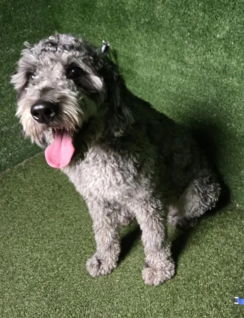 A young medium-sized female Schnauzer dog named Estrella for adoption in Lancaster, CA