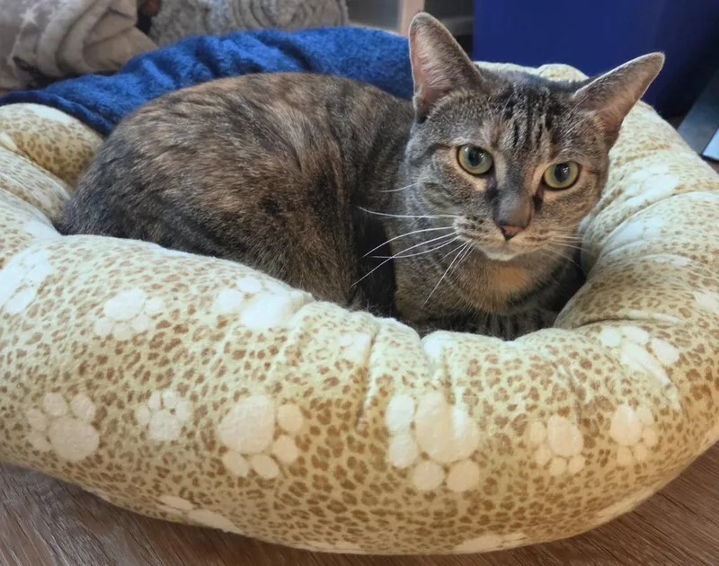 An adult medium-sized female Domestic Short Hair cat named Xena for adoption in Cloquet, MN
