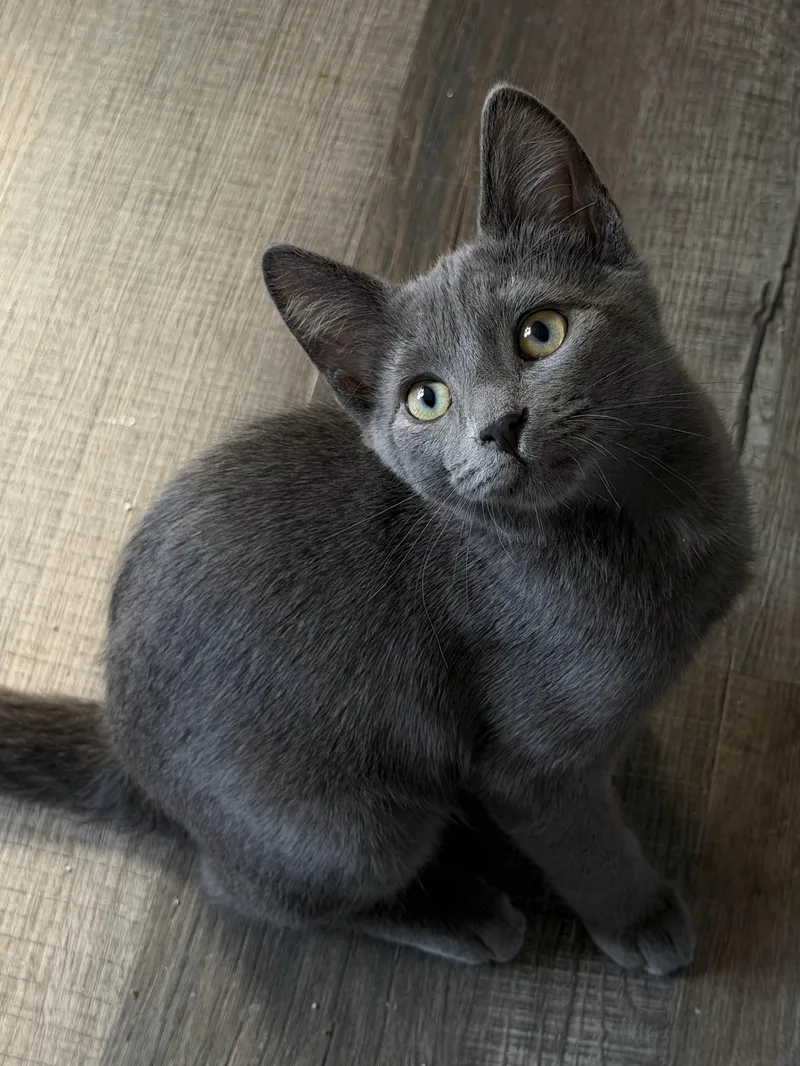 A baby medium-sized male Domestic Short Hair cat named Tuck for adoption in South Lyon, MI