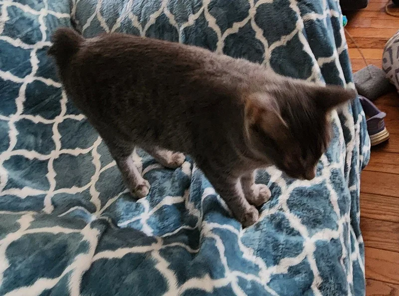 A young medium-sized female Domestic Short Hair cat named Miss Bob Tail for adoption in Crossville, TN
