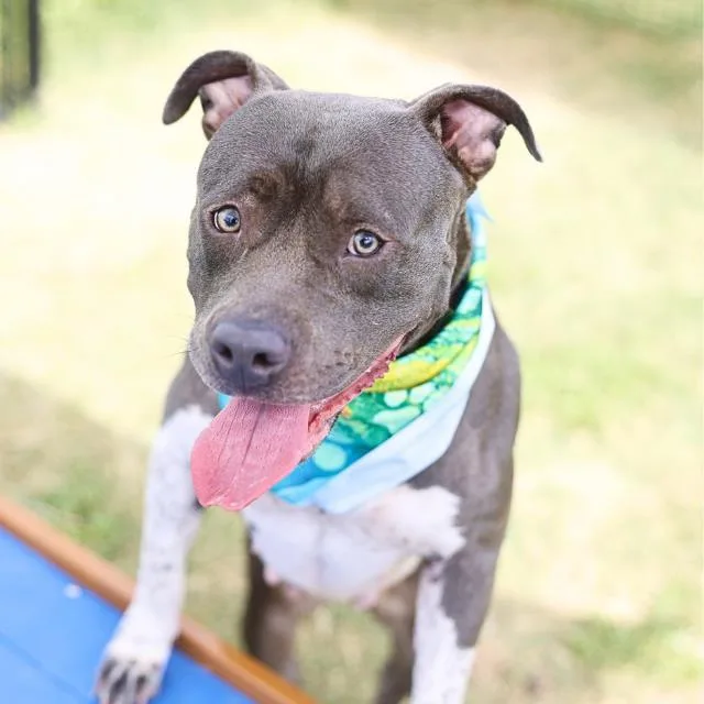 A young medium-sized female American Staffordshire Terrier dog named Sally for adoption in San Antonio, TX