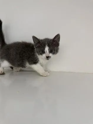 A baby small-sized female Domestic Medium Hair cat named Silver Arrow for adoption in Manteo, NC