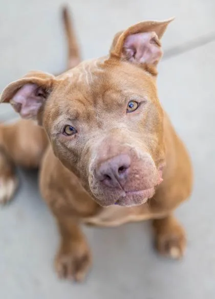 An adult large-sized female Mixed Breed dog named Eldora for adoption in Chamblee, GA