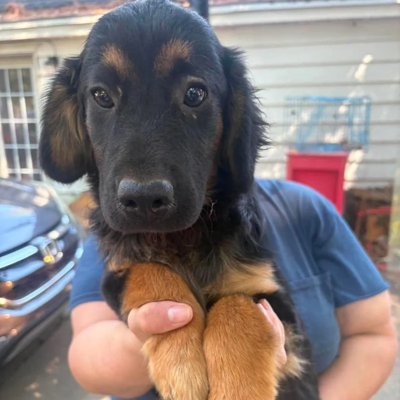A baby medium-sized female Black Australian Shepherd dog named Reba for adoption in Hackett, AR