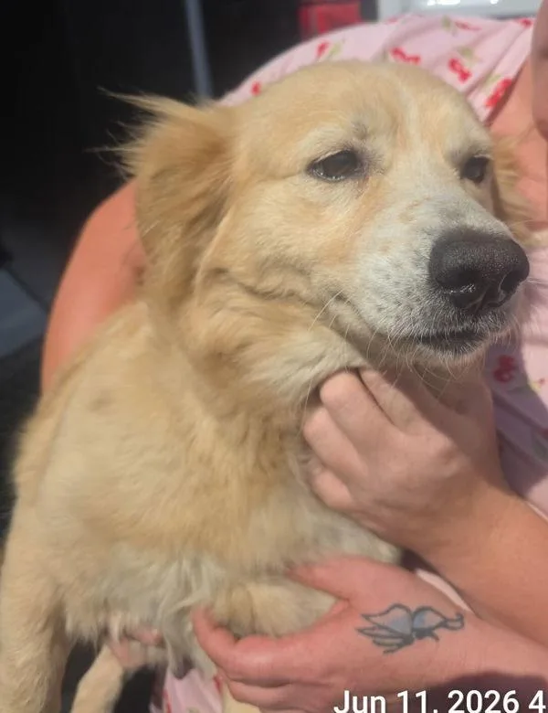 An adult medium-sized female Terrier dog named Goldie for adoption in Dallas, GA
