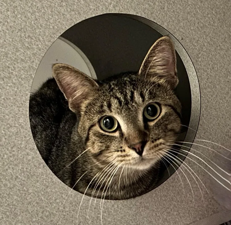 An adult medium-sized male Domestic Short Hair cat named Ryder for adoption in Mason City, IA