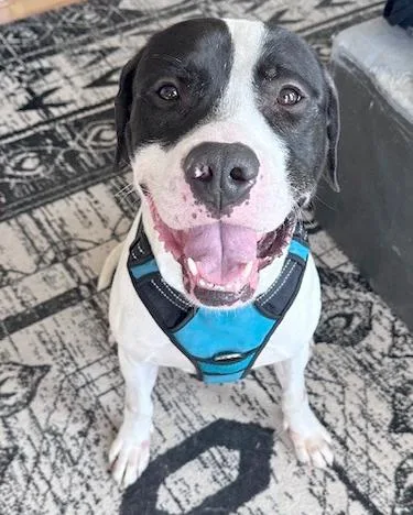 A young medium-sized male Pit Bull Terrier dog named Ace for adoption in Upper Marlboro, MD