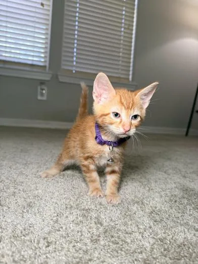 A baby small-sized male Tabby (Orange / Red) Domestic Short Hair cat named Nugget for adoption in Liverpool, TX