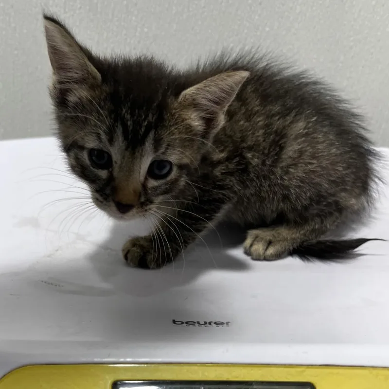 A baby small-sized male Gray / Blue / Silver Domestic Short Hair cat named Summer for adoption in Tampa, FL