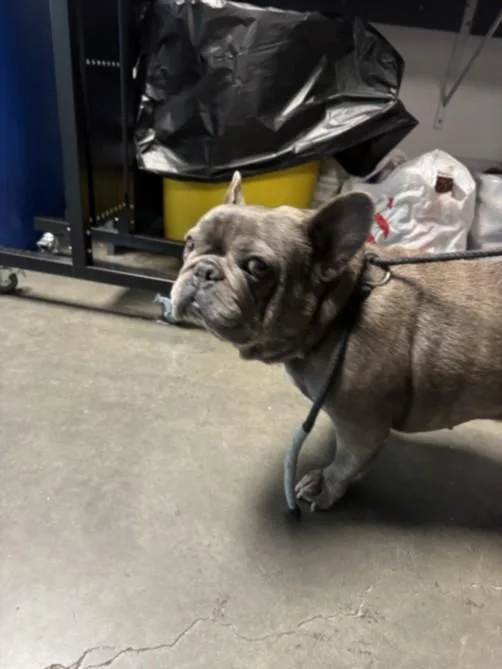 An adult small-sized female French Bulldog dog named Buggy for adoption in Chatsworth, CA