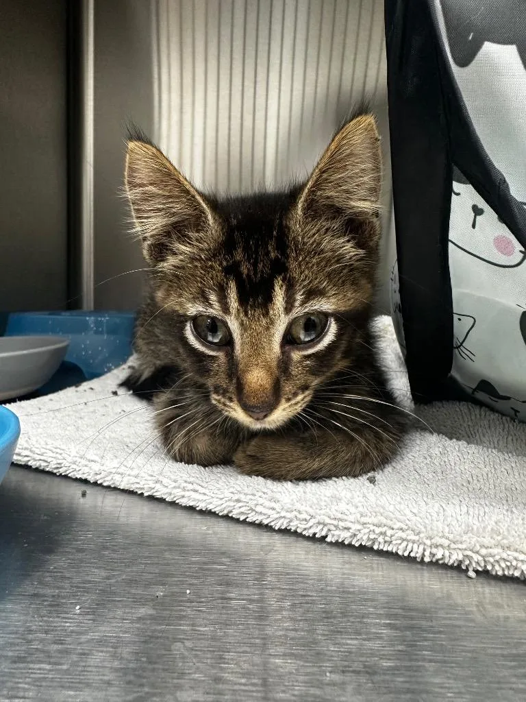 A baby medium-sized male Domestic Short Hair cat named Oliver for adoption in Jonesboro, AR