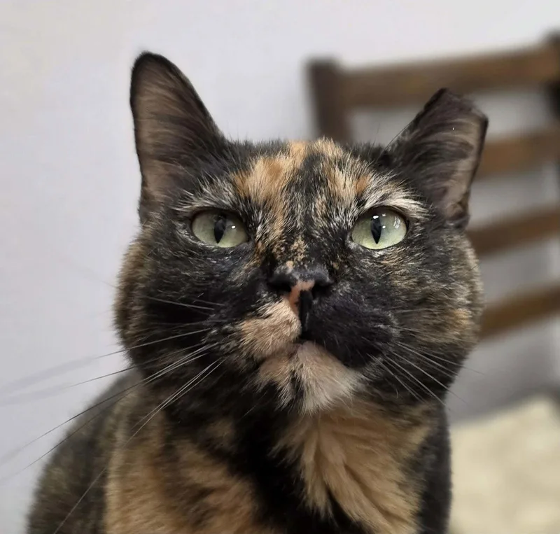 Trollette thumbnail 3