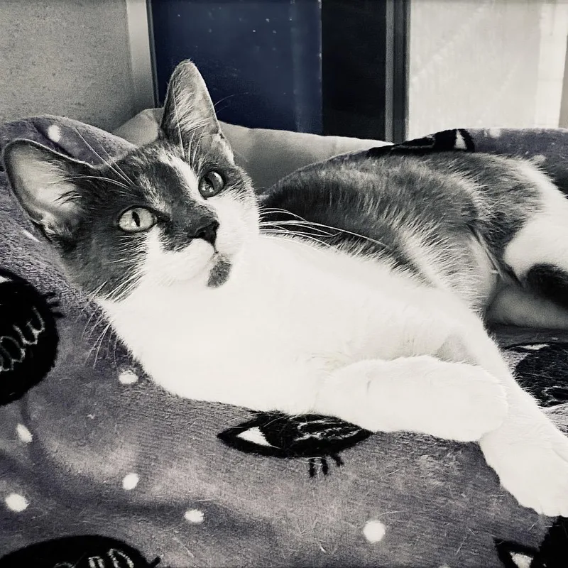 A young medium-sized female Gray / Blue / Silver Domestic Short Hair cat named Sarabi for adoption in Huntsville, AL