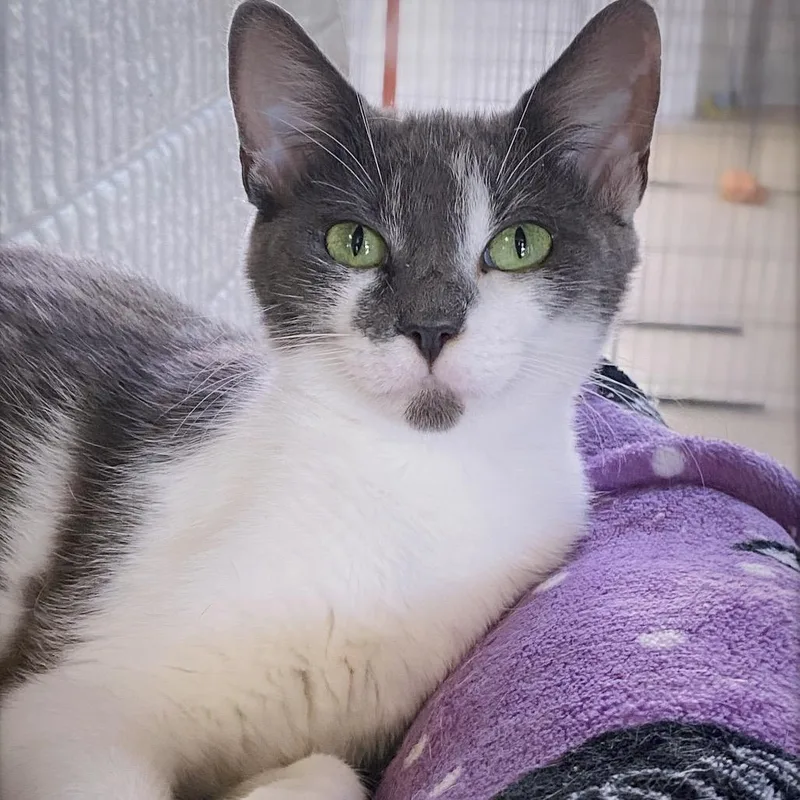Sarabi thumbnail 4
