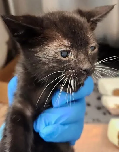 A baby small-sized male Domestic Short Hair cat named Bisque for adoption in Roseville, CA