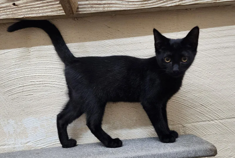 A baby medium-sized male Black Domestic Short Hair cat named Ramsey for adoption in Wetumpka, AL