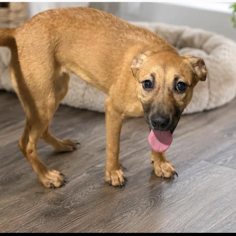 A young medium-sized female Red / Chestnut / Orange Pit Bull Terrier dog named Sedona for adoption in Mokena, IL