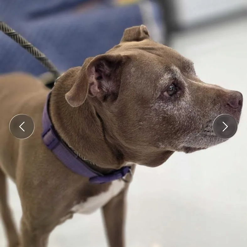 A senior medium-sized female Red / Chestnut / Orange Mixed Breed dog named Paris for adoption in Huntsville, AL