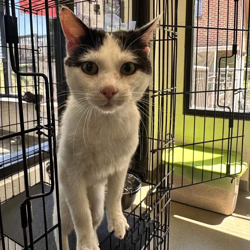 A young medium-sized male Black Domestic Short Hair cat named Pepper Robbie for adoption in Rocky Mount, VA
