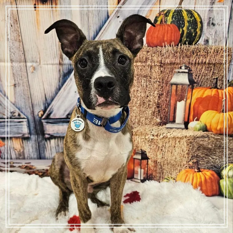 Spingotti thumbnail 2