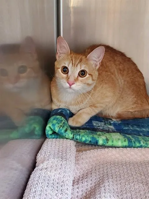 A young medium-sized female Domestic Short Hair cat named Cleo for adoption in Castaic, CA