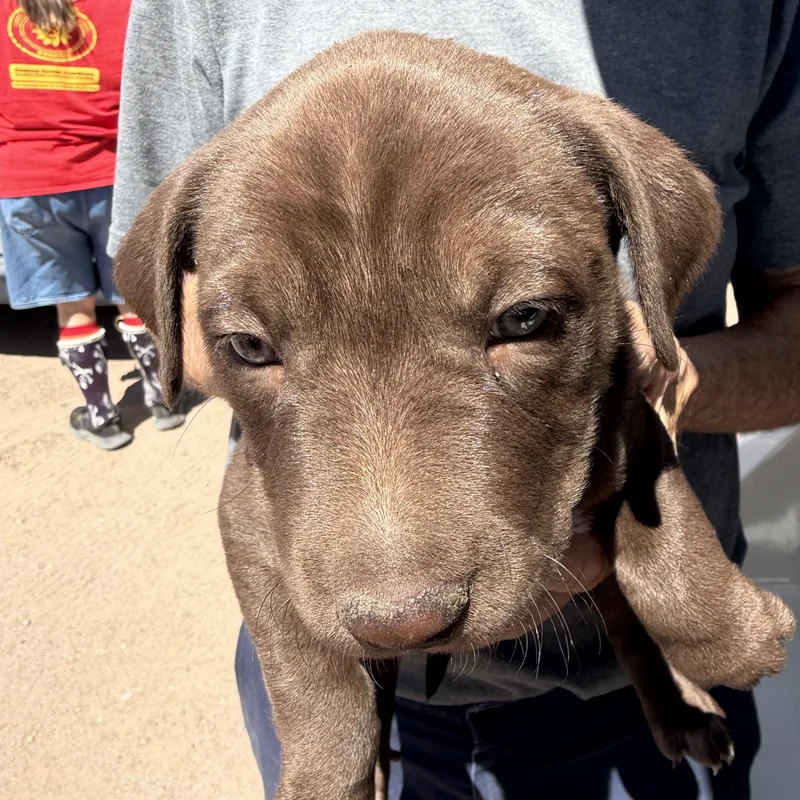 A baby medium-sized female Brown / Chocolate Labrador Retriever dog named Earth for adoption in Deming, NM