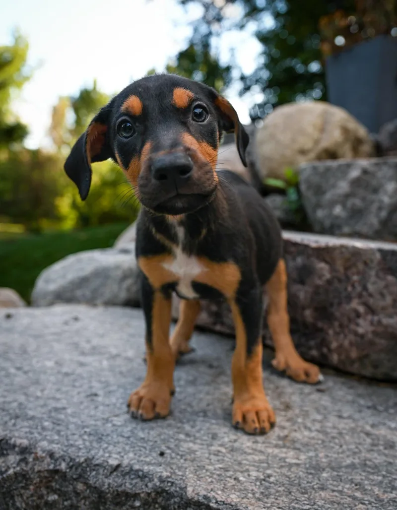 A baby large-sized male Doberman Pinscher dog named Kieran for adoption in Minneapolis, MN