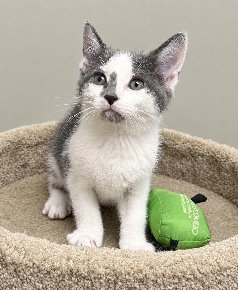 A baby medium-sized female Domestic Short Hair cat named Helix for adoption in Pickerington, OH
