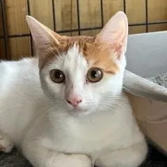 A baby small-sized male Orange & White Domestic Short Hair cat named Uncas for adoption in Homestead, FL
