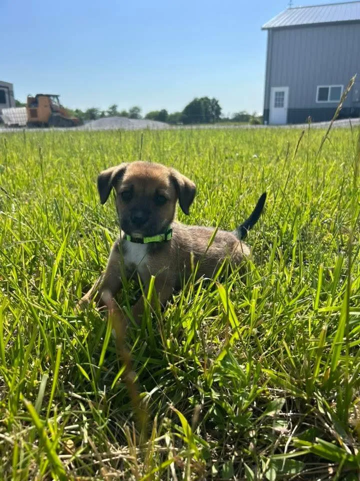 Yellow Pup