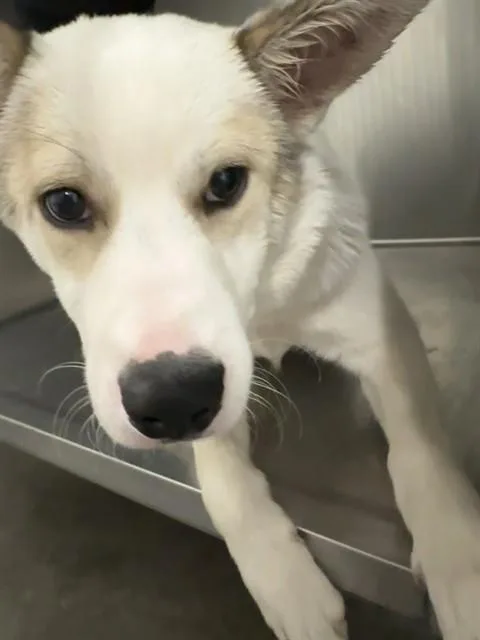 A baby small-sized male Akita dog named Apple Fritter for adoption in Tucson, AZ