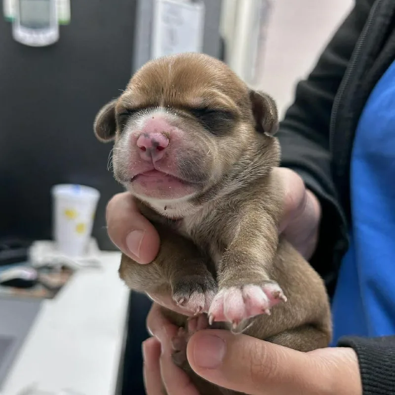 A baby medium-sized female Brown / Chocolate Mixed Breed dog named Sioux for adoption in Bastrop, TX