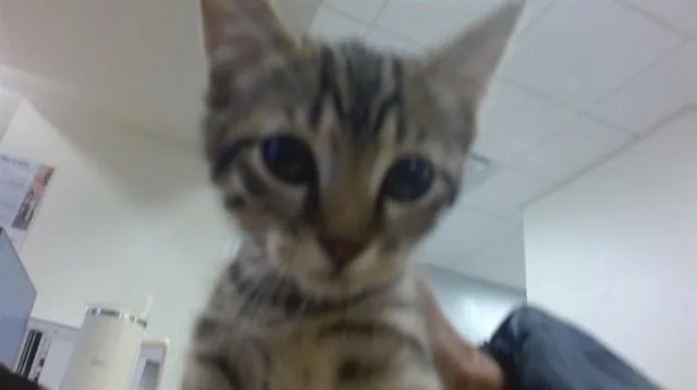 A baby small-sized female Domestic Short Hair cat named Brownie for adoption in Miami, FL