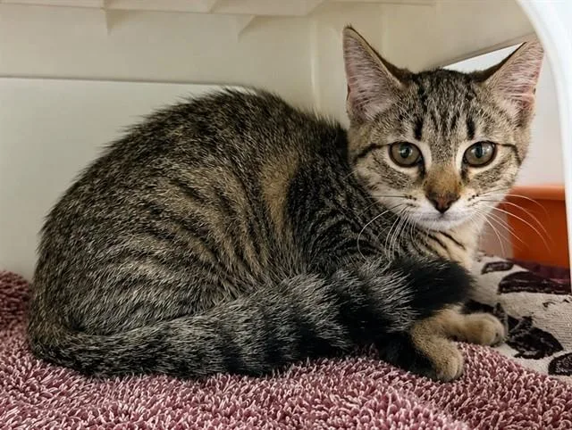 A baby small-sized female Domestic Short Hair cat named Cheshire for adoption in Statesville, NC