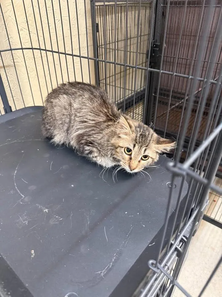 A young medium-sized female Domestic Long Hair cat named Annabell for adoption in Shelbyville, TN