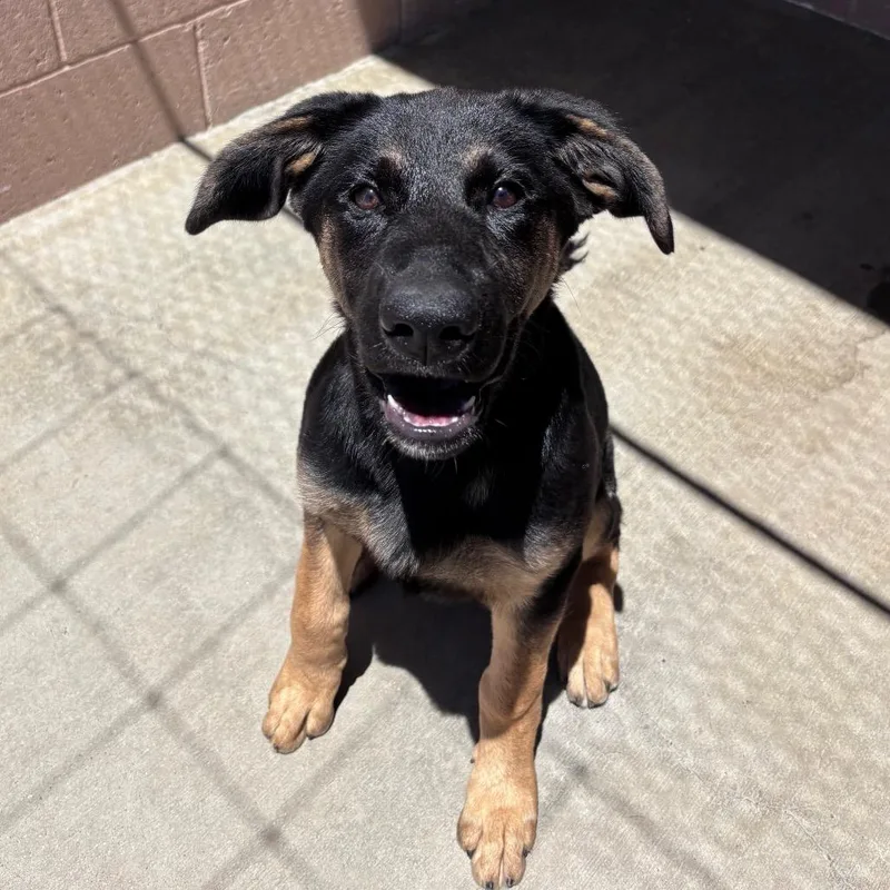 A baby medium-sized female Black German Shepherd Dog dog named Shelly for adoption in Santa Barbara, CA