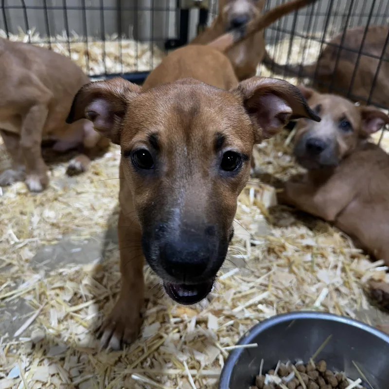 Audrey